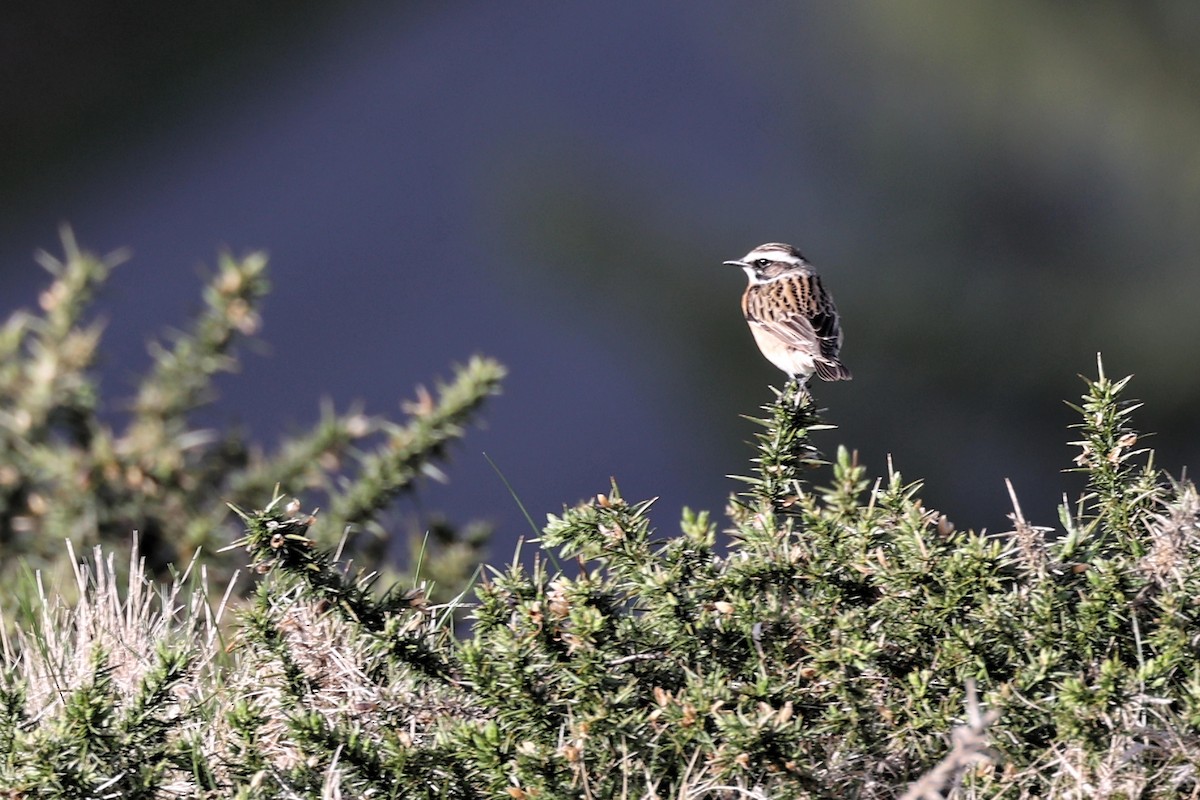 Whinchat - ML618773288