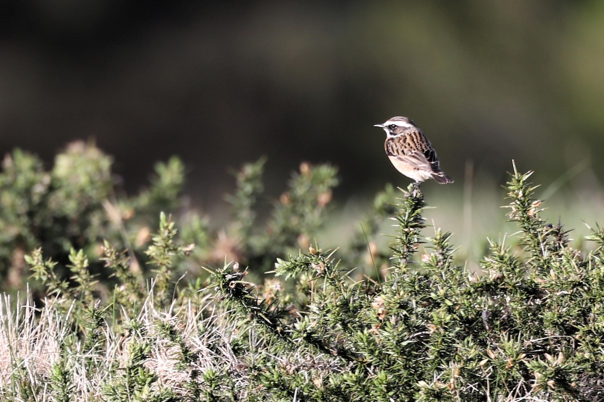 Whinchat - ML618773291