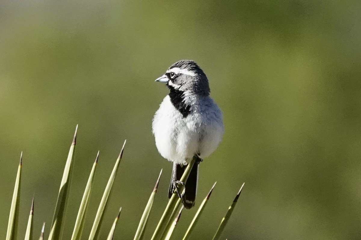 Black-throated Sparrow - Susan Goodrich