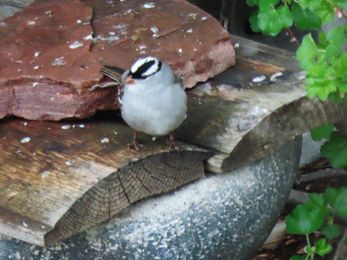 White-crowned Sparrow - ML618773312