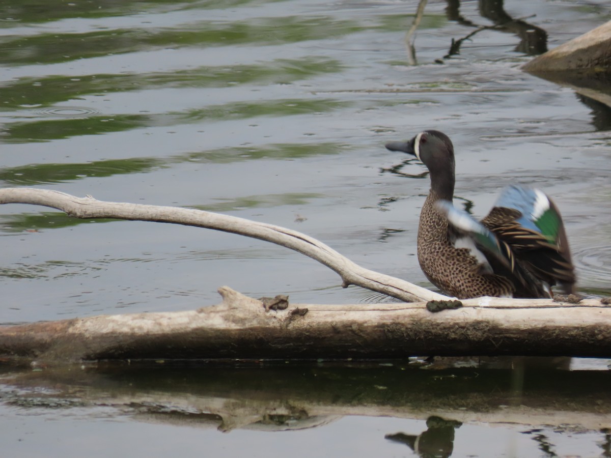 Blue-winged Teal - ML618773314
