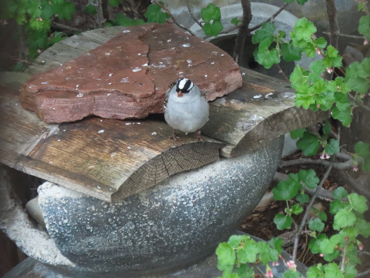 White-crowned Sparrow - ML618773315