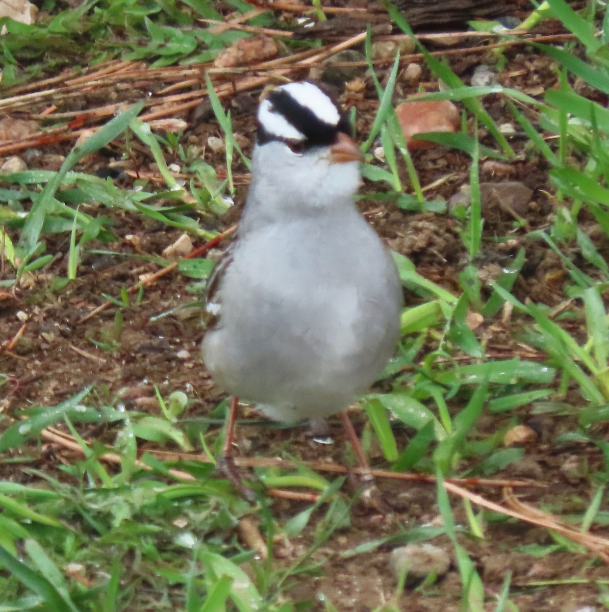 White-crowned Sparrow - ML618773340