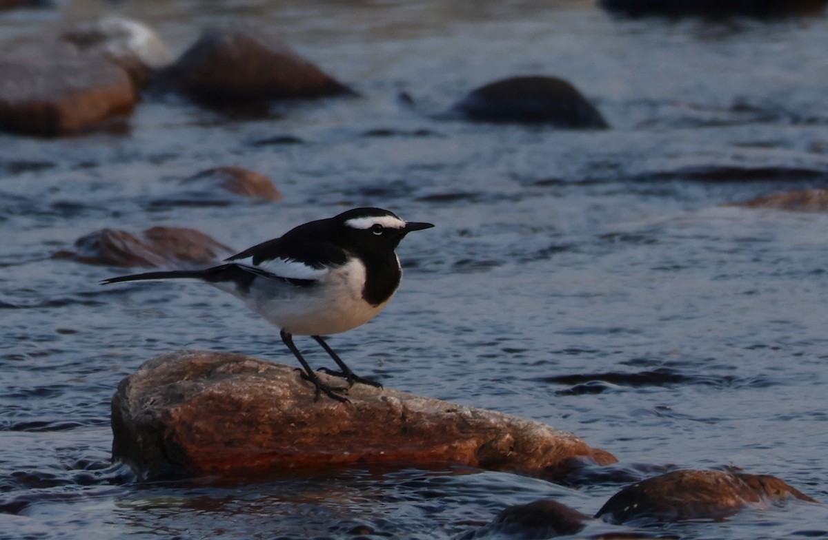 White-browed Wagtail - ML618773348