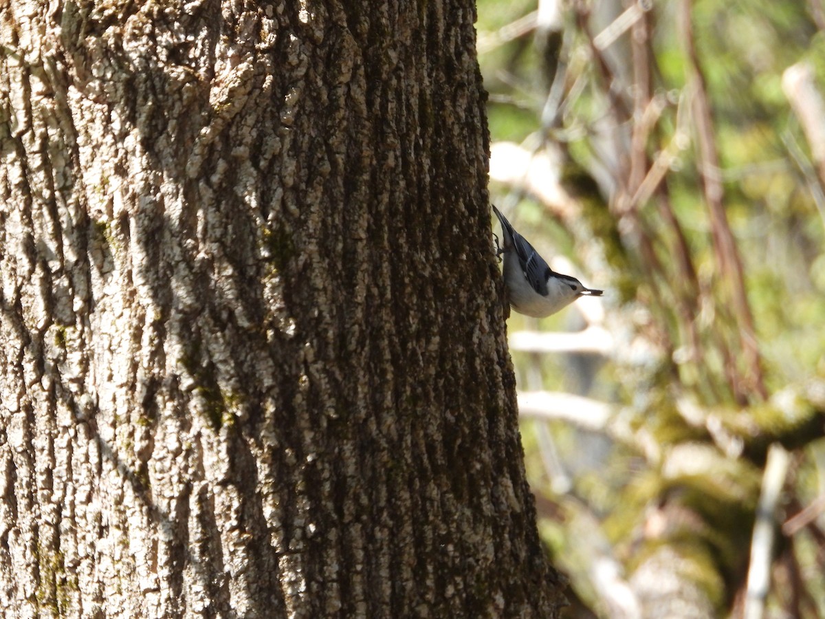 White-breasted Nuthatch - ML618773355