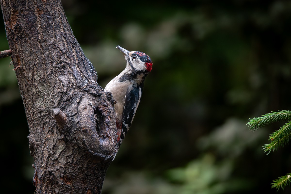 Great Spotted Woodpecker - ML618773392