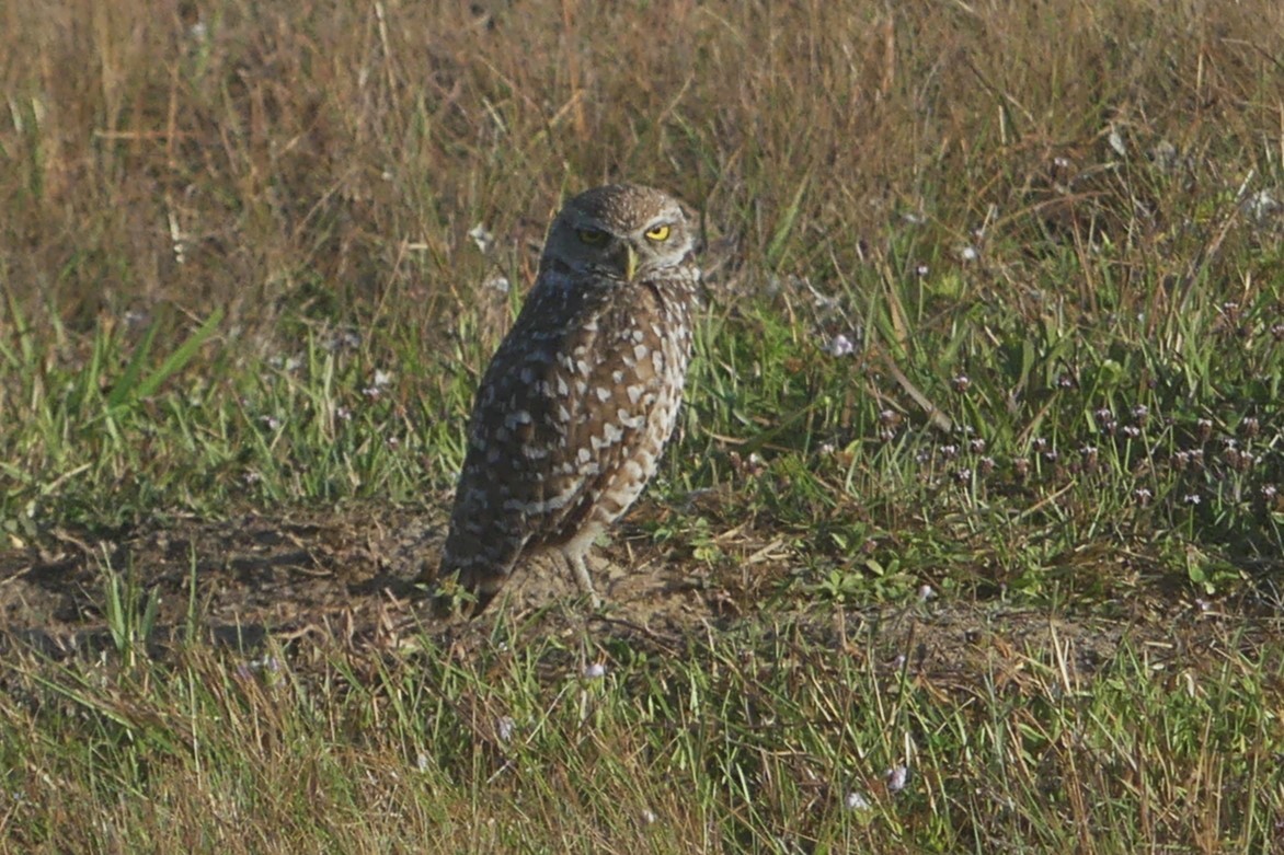 Burrowing Owl - ML618773406