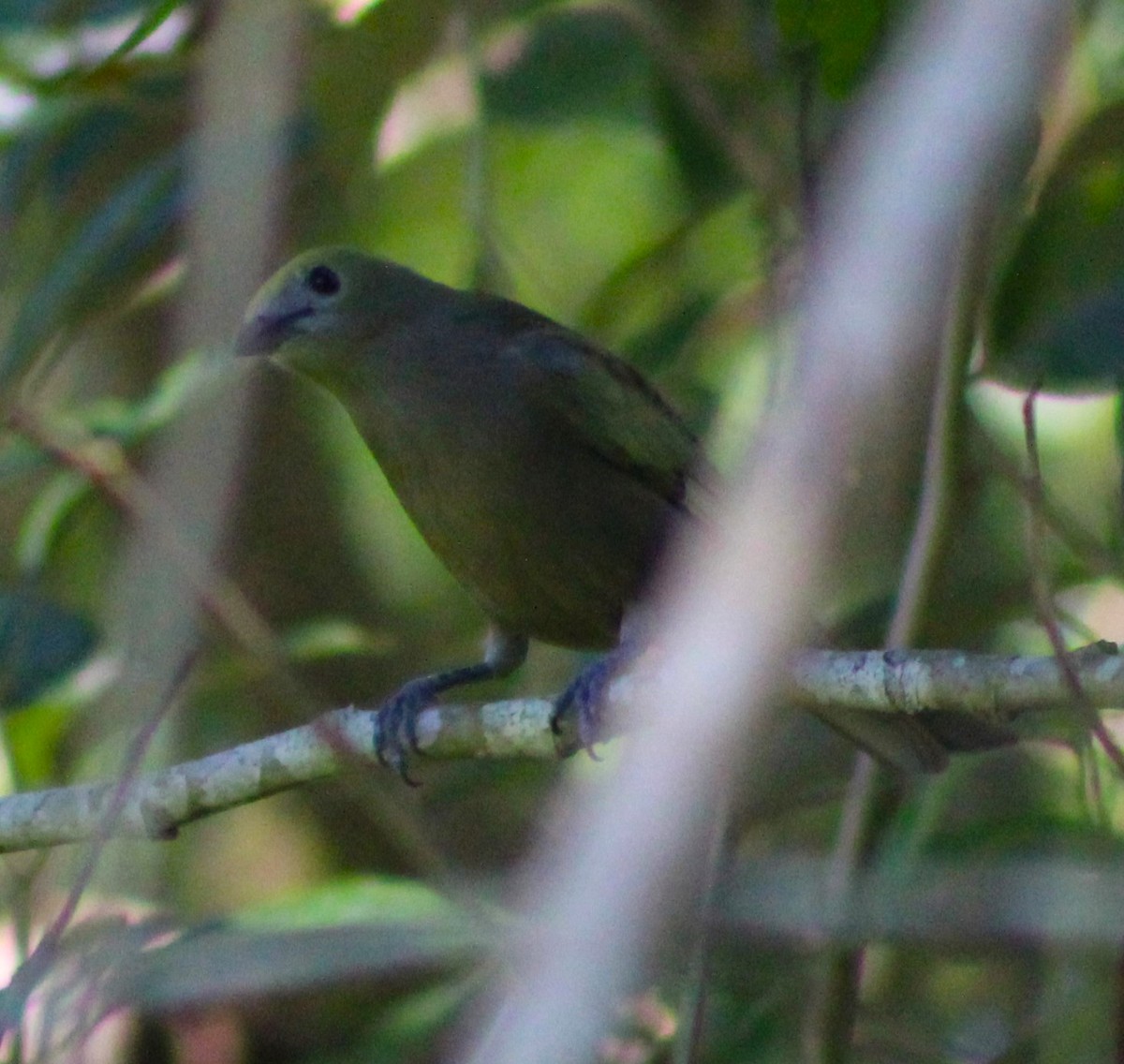 Palm Tanager - ML618773477