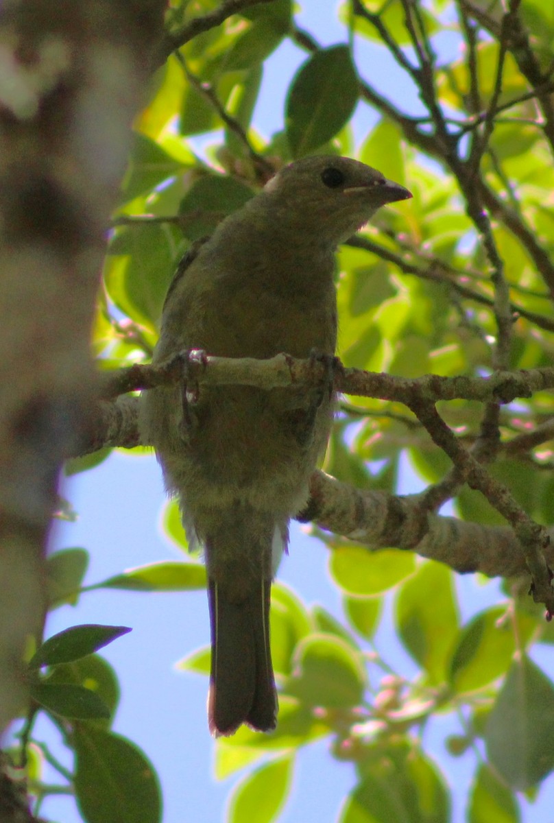 Palm Tanager - ML618773478