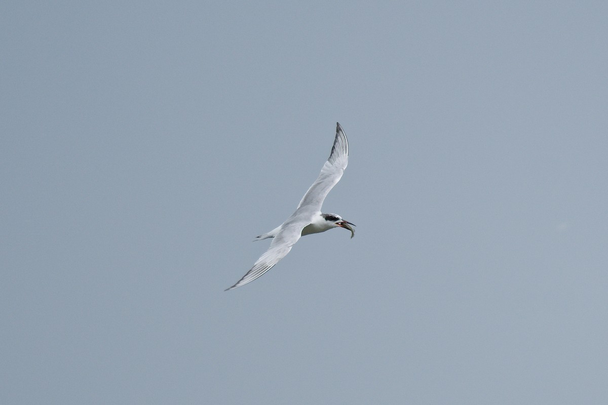 Forster's Tern - Connor Robinson