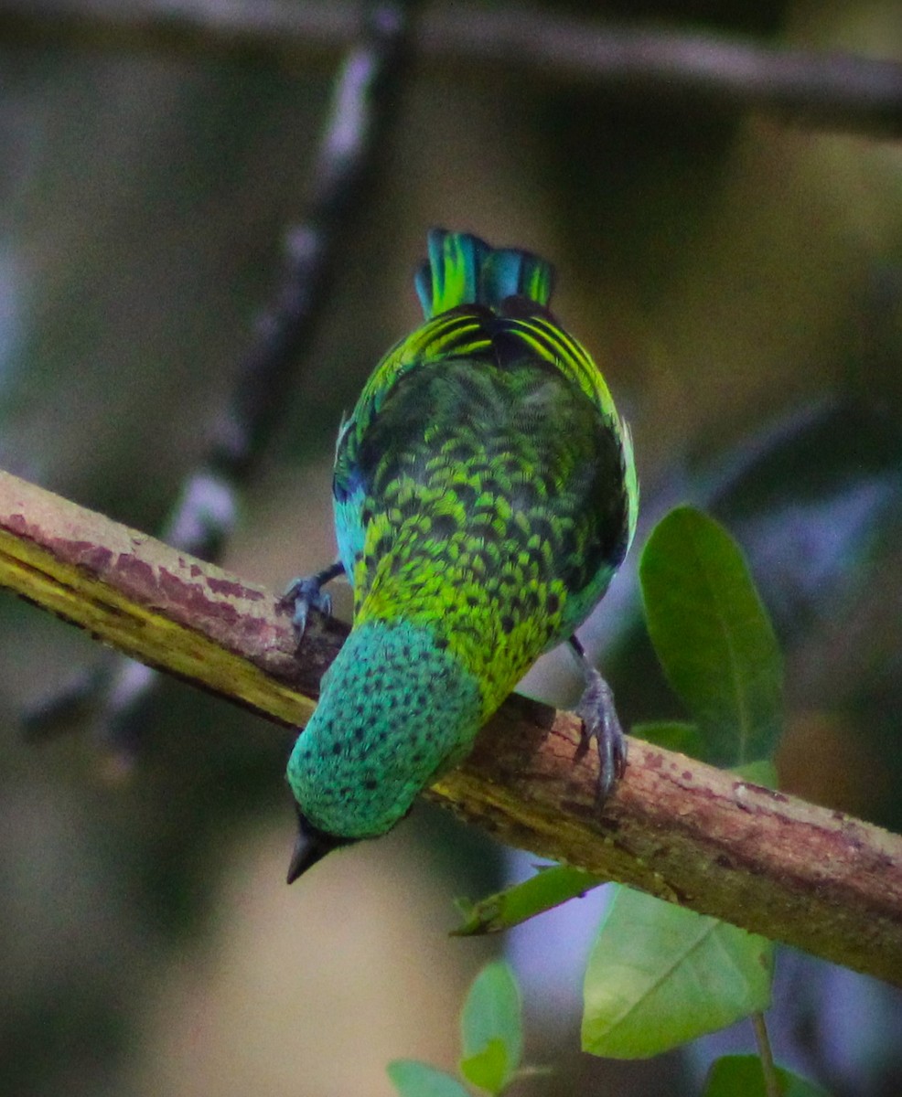 Green-headed Tanager - ML618773522