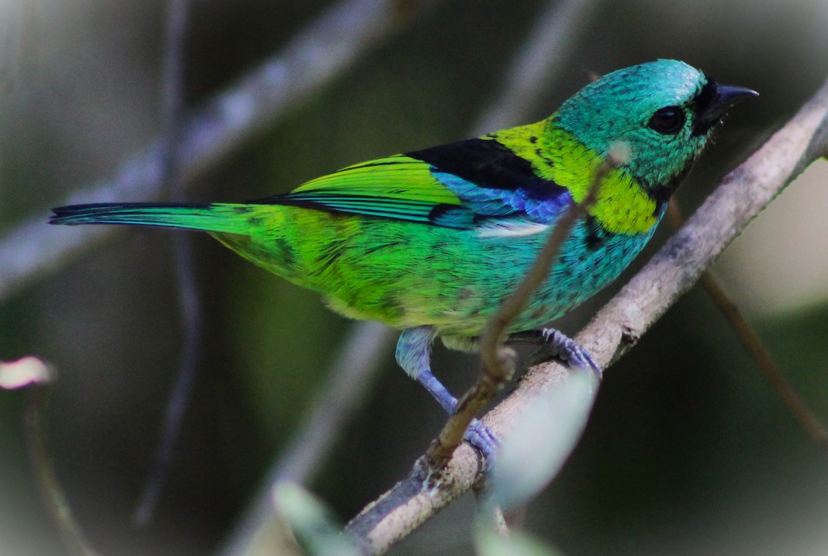 Green-headed Tanager - Pedro Behne