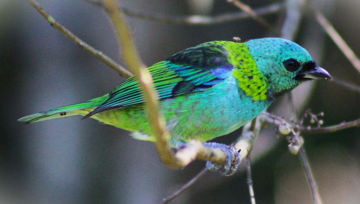 Green-headed Tanager - ML618773525