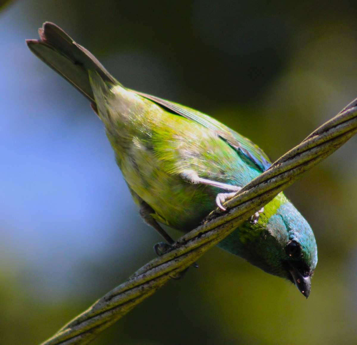 Green-headed Tanager - ML618773526