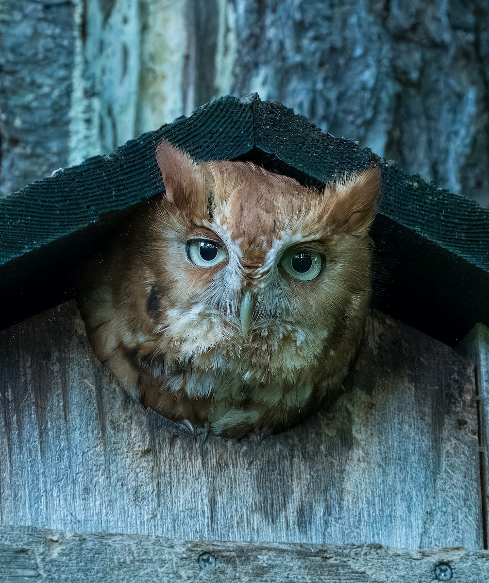 Eastern Screech-Owl - Pramod Prabhu