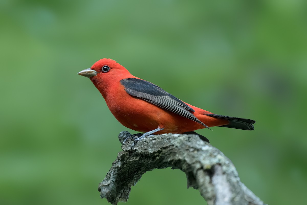Scarlet Tanager - ML618773584