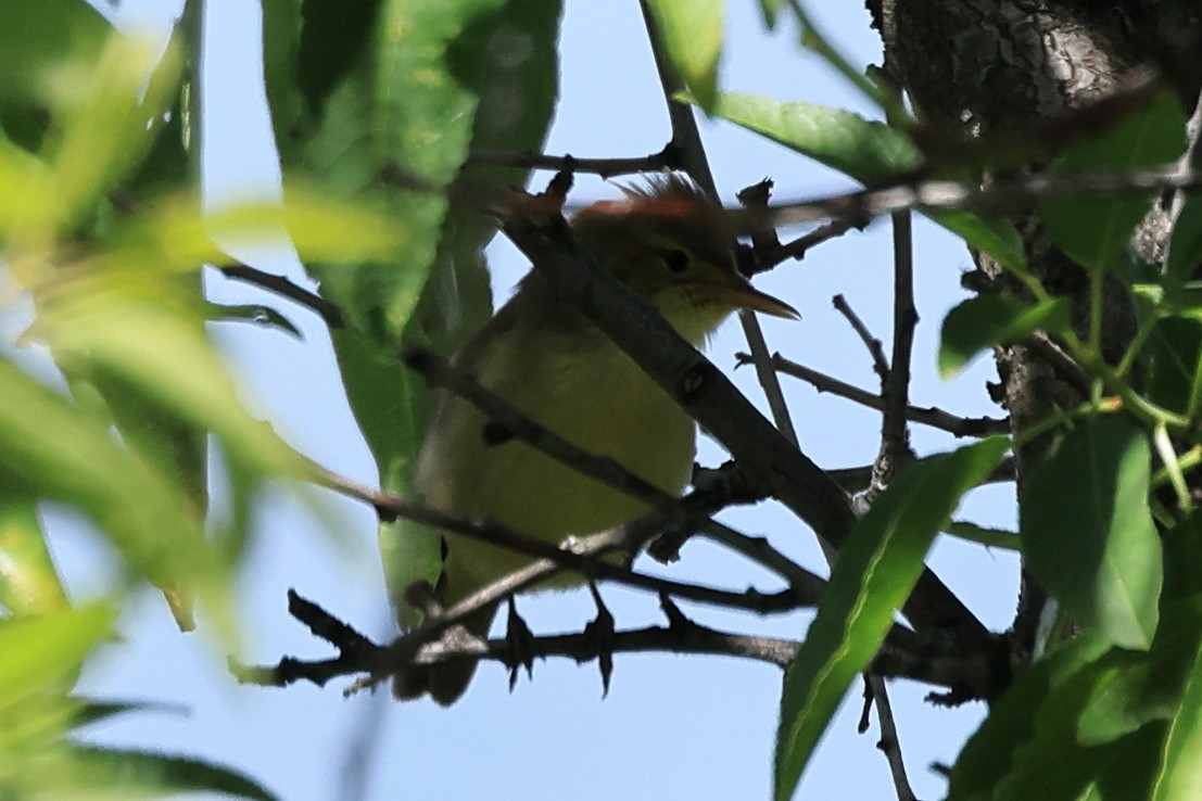 Melodious Warbler - ML618773587