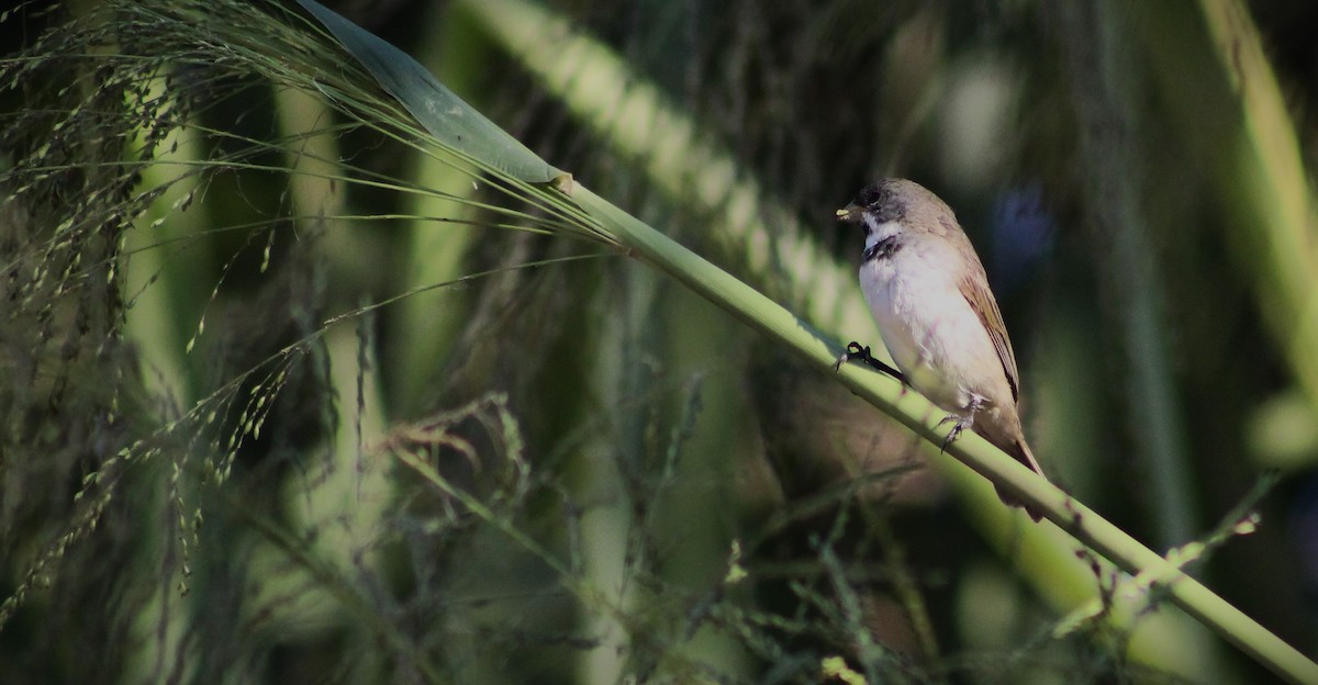 Double-collared Seedeater - ML618773616