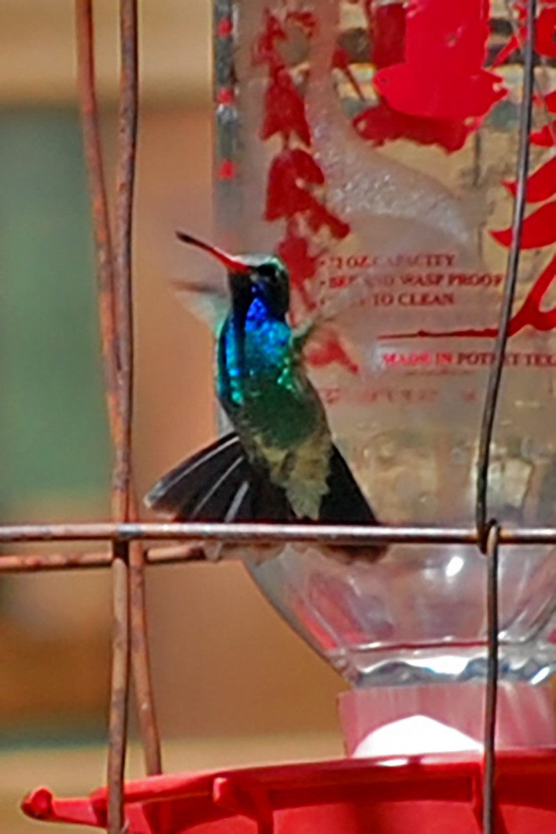 Broad-billed Hummingbird - ML618773620