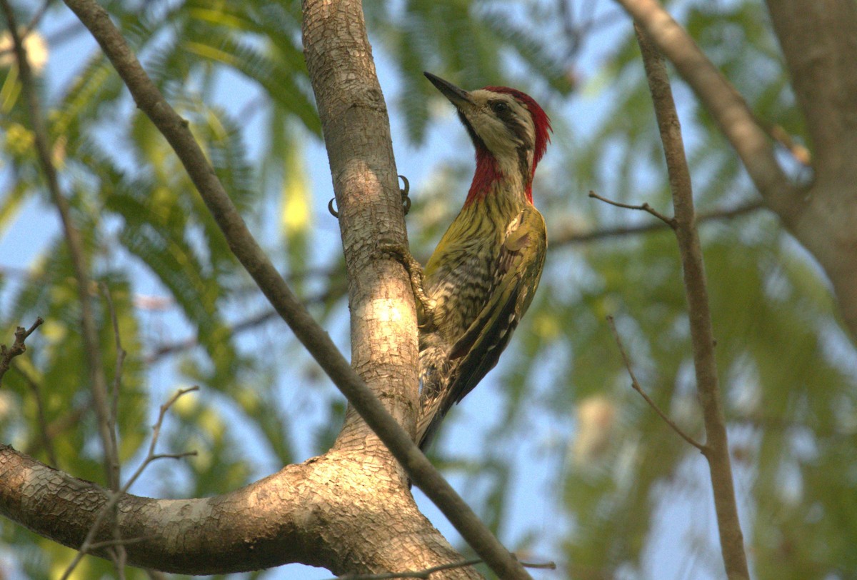 Cuban Green Woodpecker - ML618773625