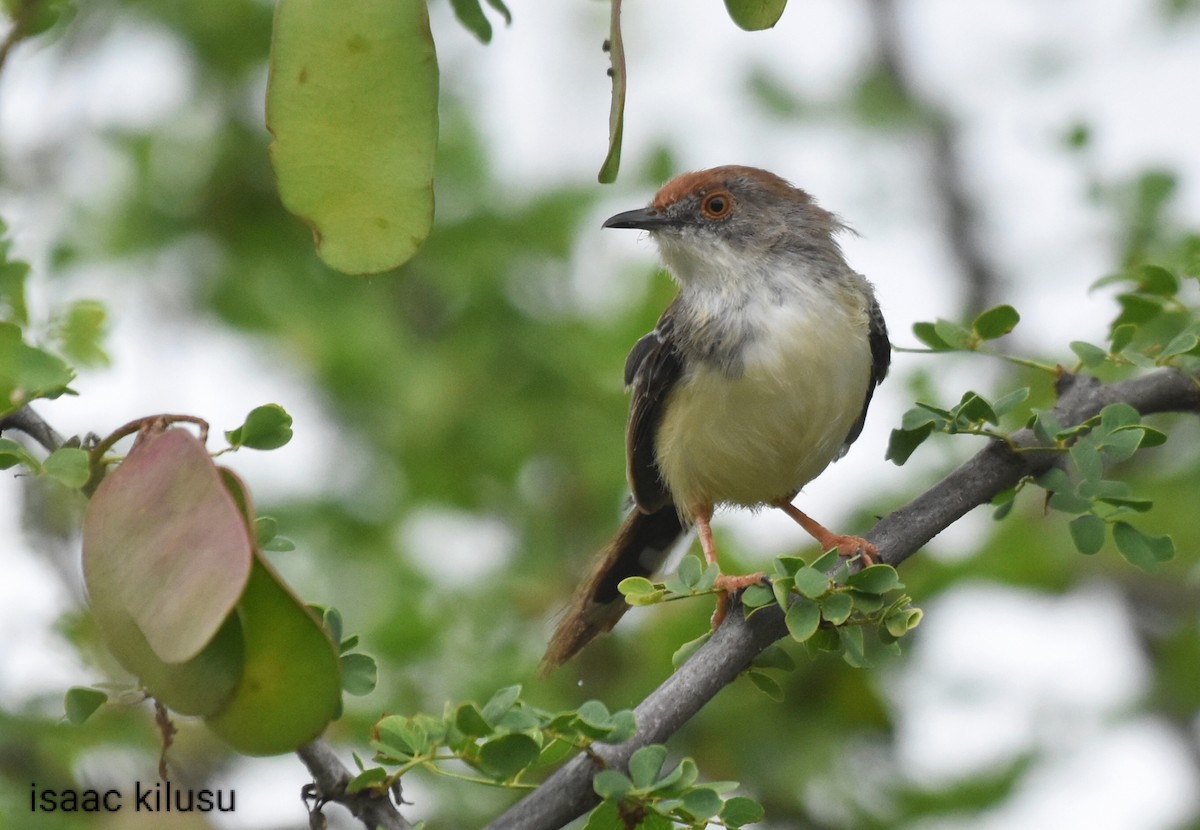 Red-fronted Prinia - ML618773657