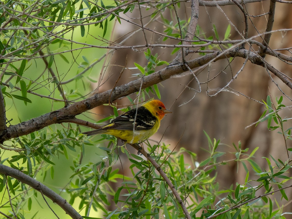 Western Tanager - ML618773664