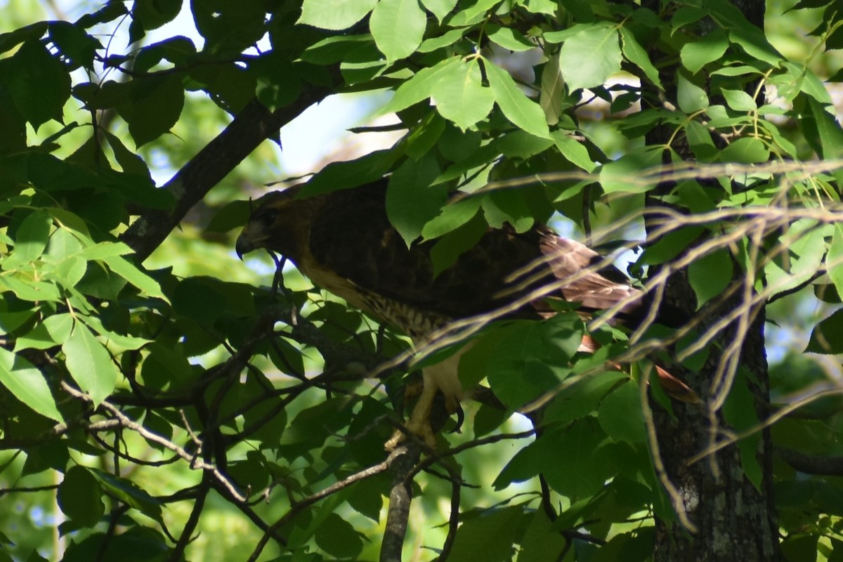 Red-tailed Hawk - ML618773778