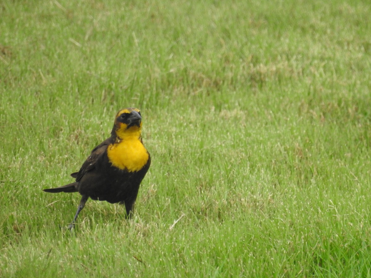 Yellow-headed Blackbird - ML618773781