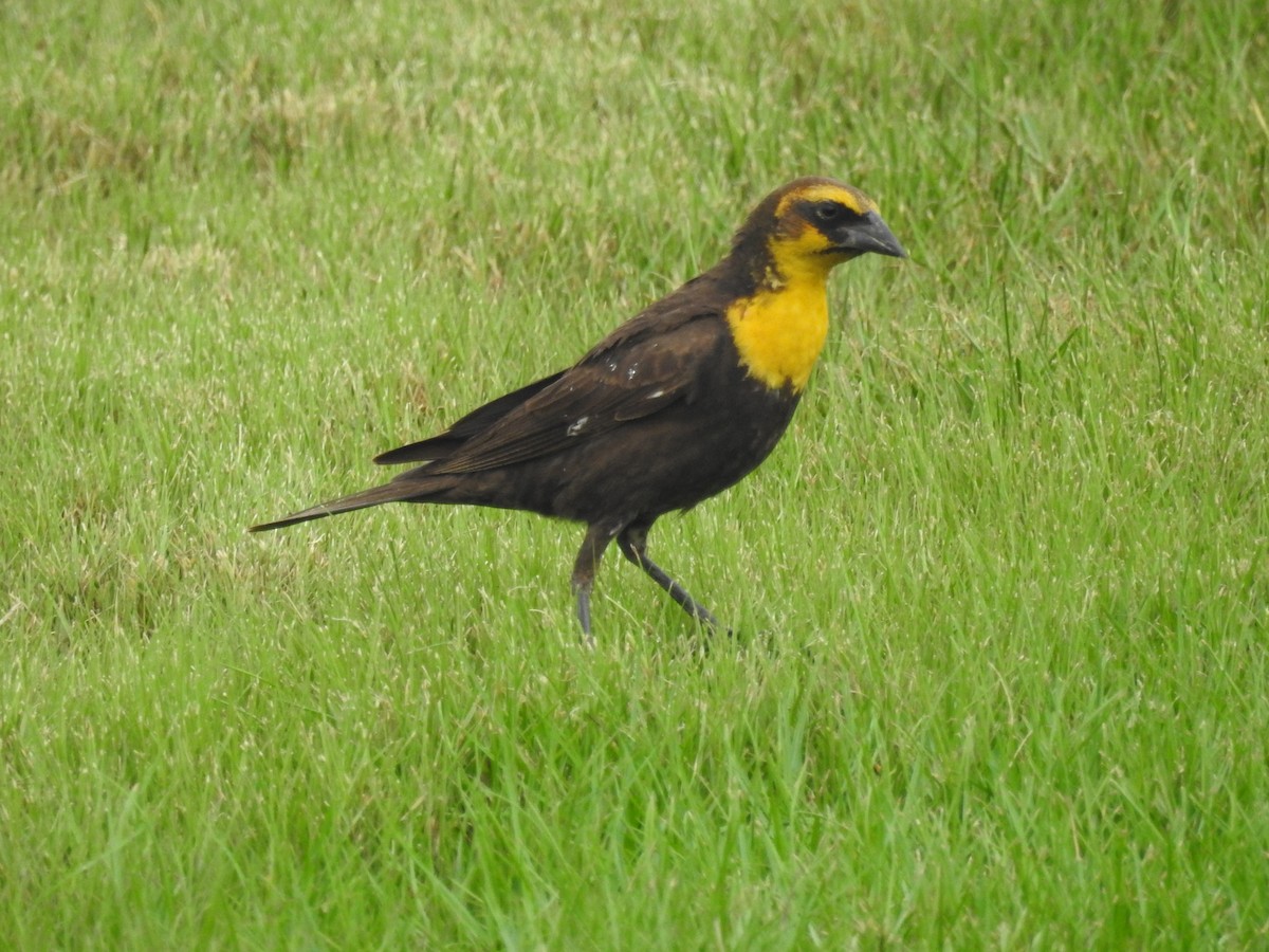 Yellow-headed Blackbird - ML618773788