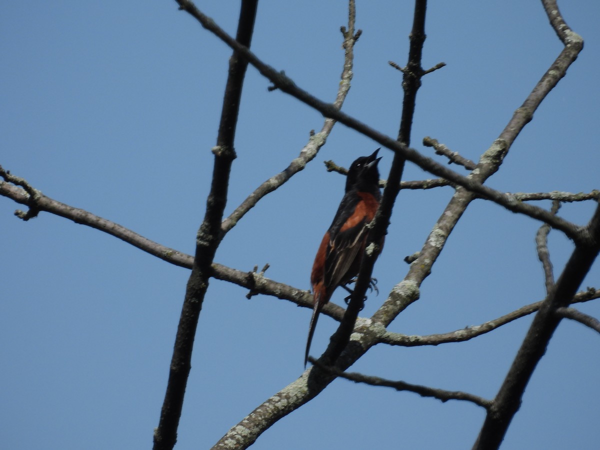 Orchard Oriole - ML618773828
