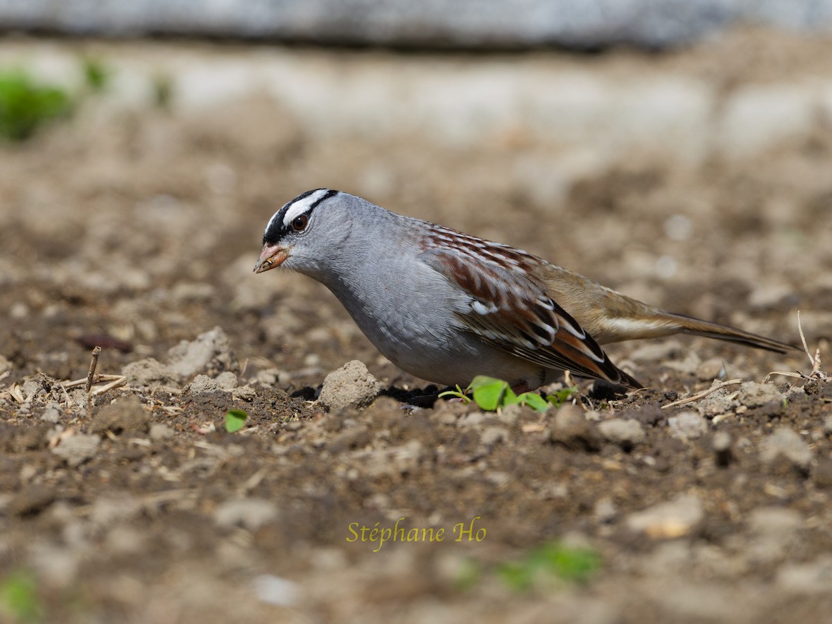 White-crowned Sparrow - ML618773868