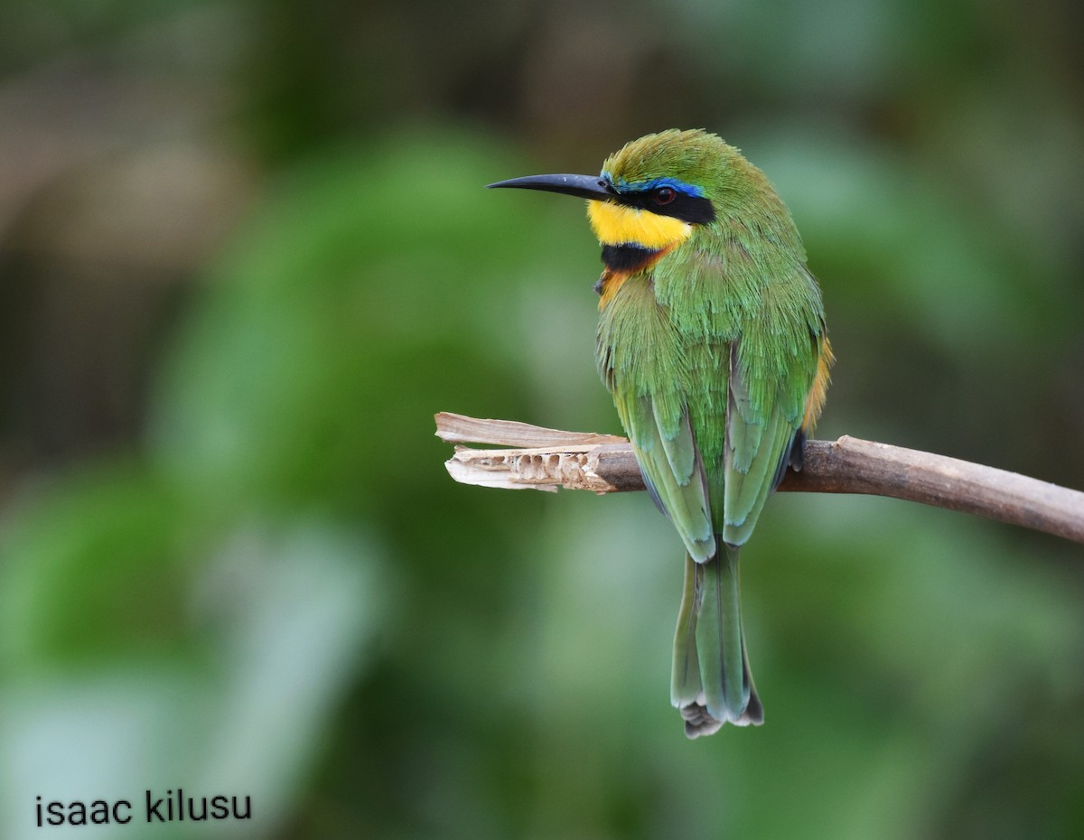 Little Bee-eater - isaac kilusu