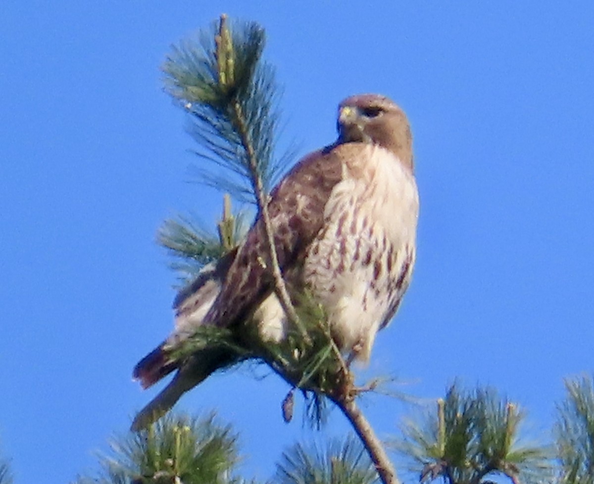 Red-tailed Hawk - ML618773900