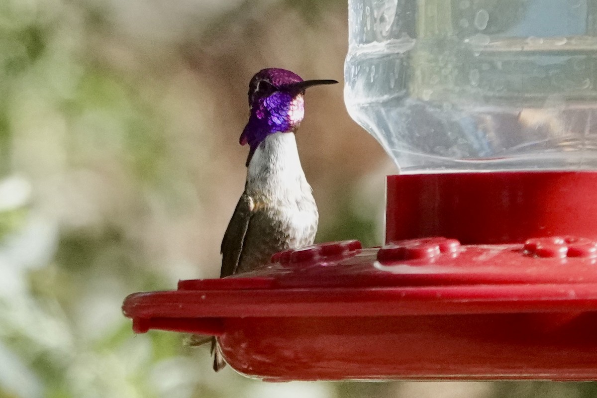 Costa's Hummingbird - Susan Goodrich