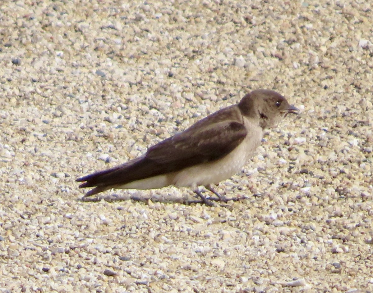 Northern Rough-winged Swallow - Dan Wiessner