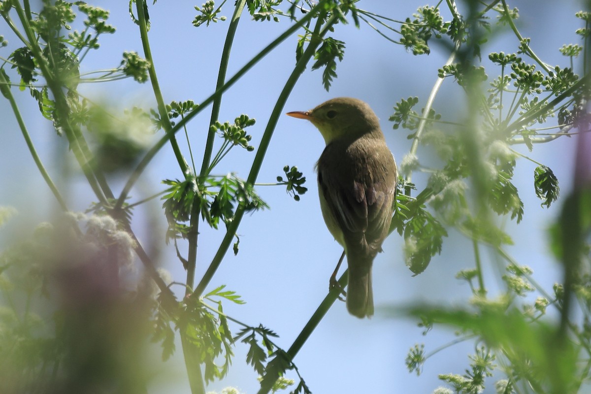 Melodious Warbler - ML618773942