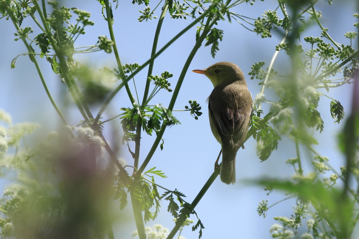 Melodious Warbler - Paul (Mac) Smith