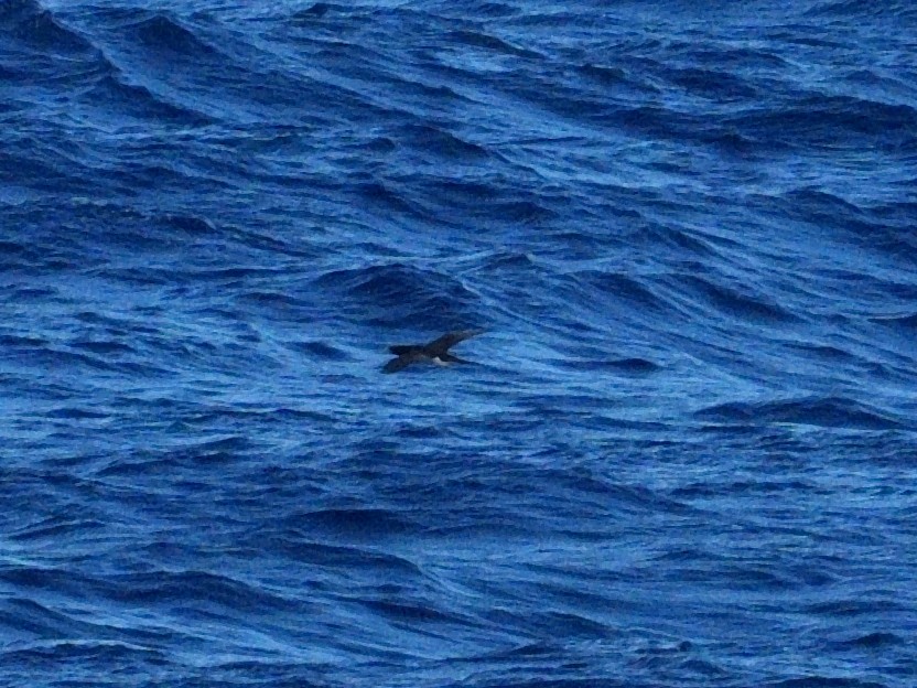 Brown Booby - ML618773967