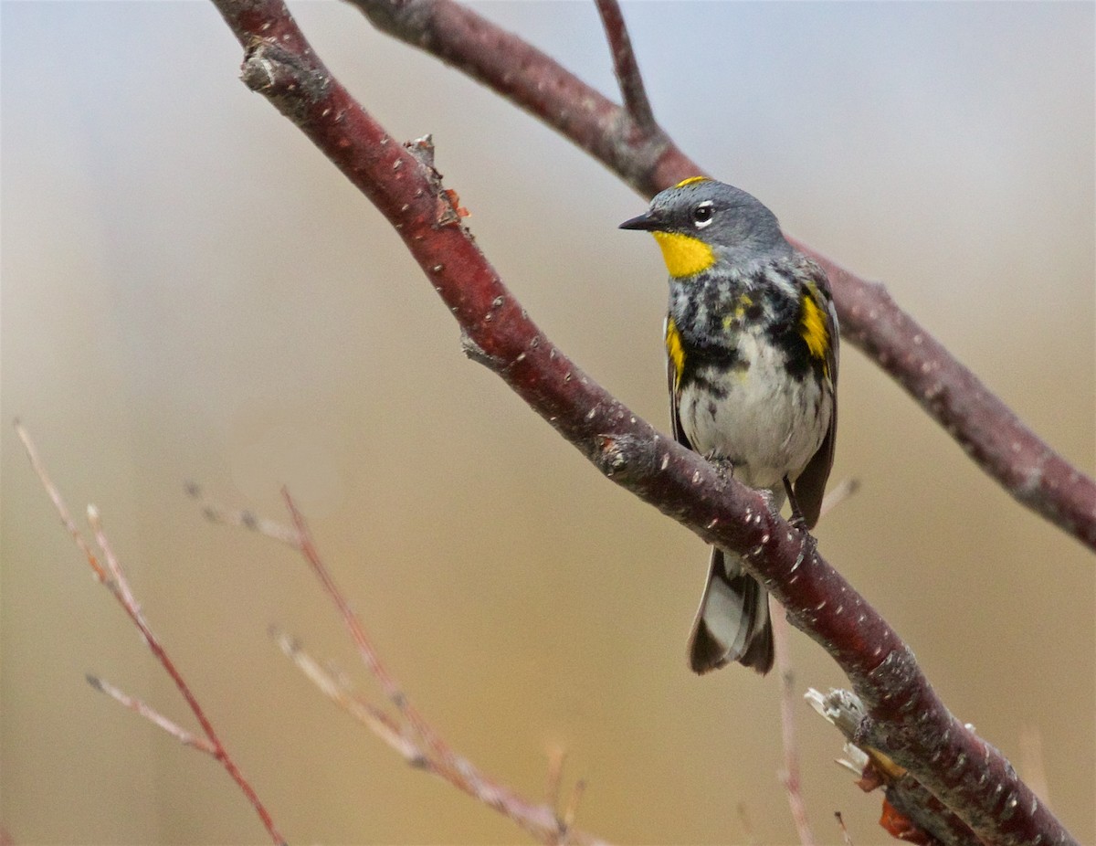 Yellow-rumped Warbler (Audubon's) - ML618773971