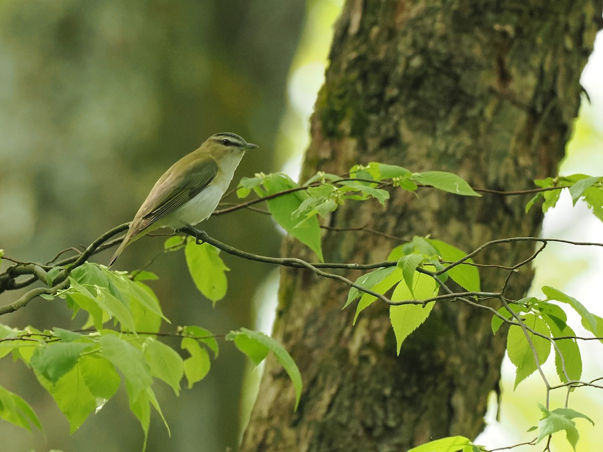 Red-eyed Vireo - Terry Master