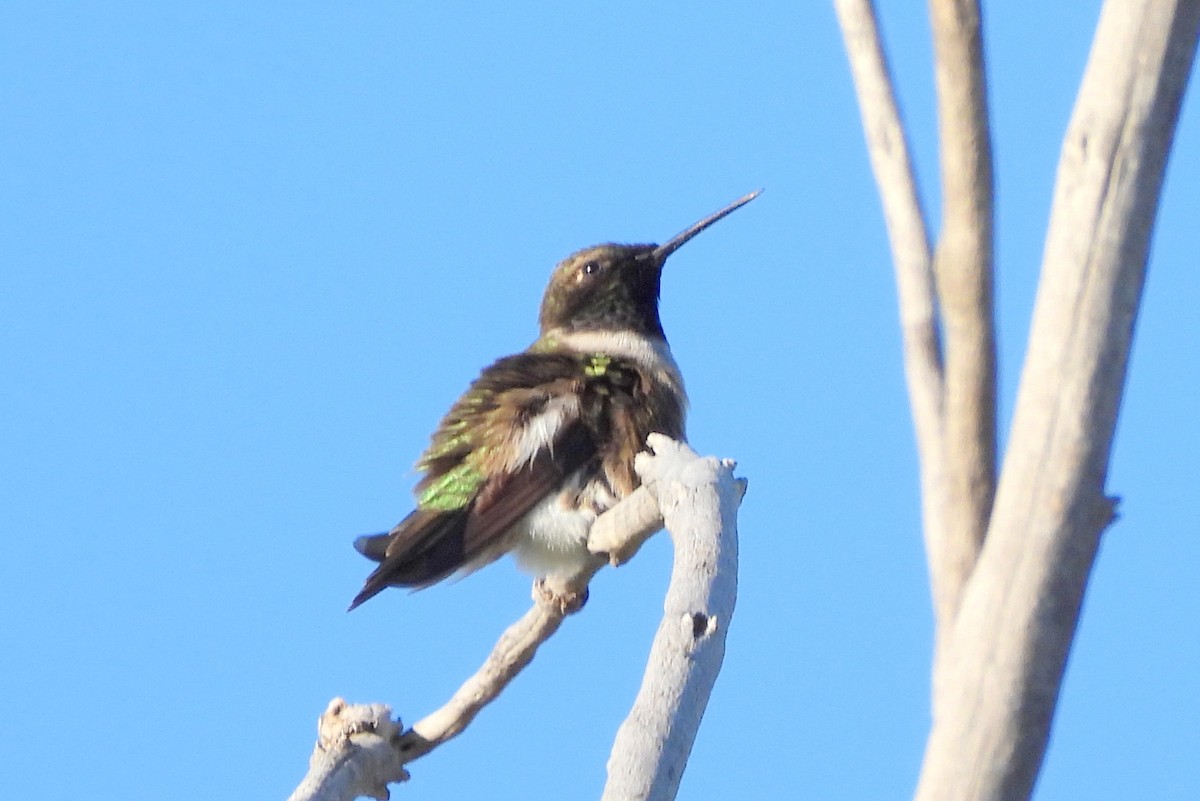 Black-chinned Hummingbird - ML618774133