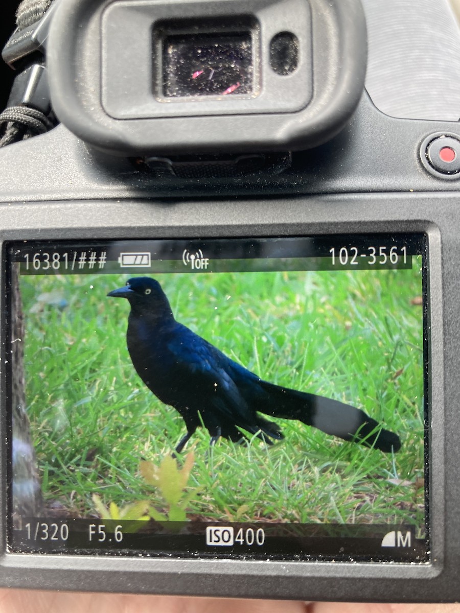 Great-tailed Grackle - ML618774140