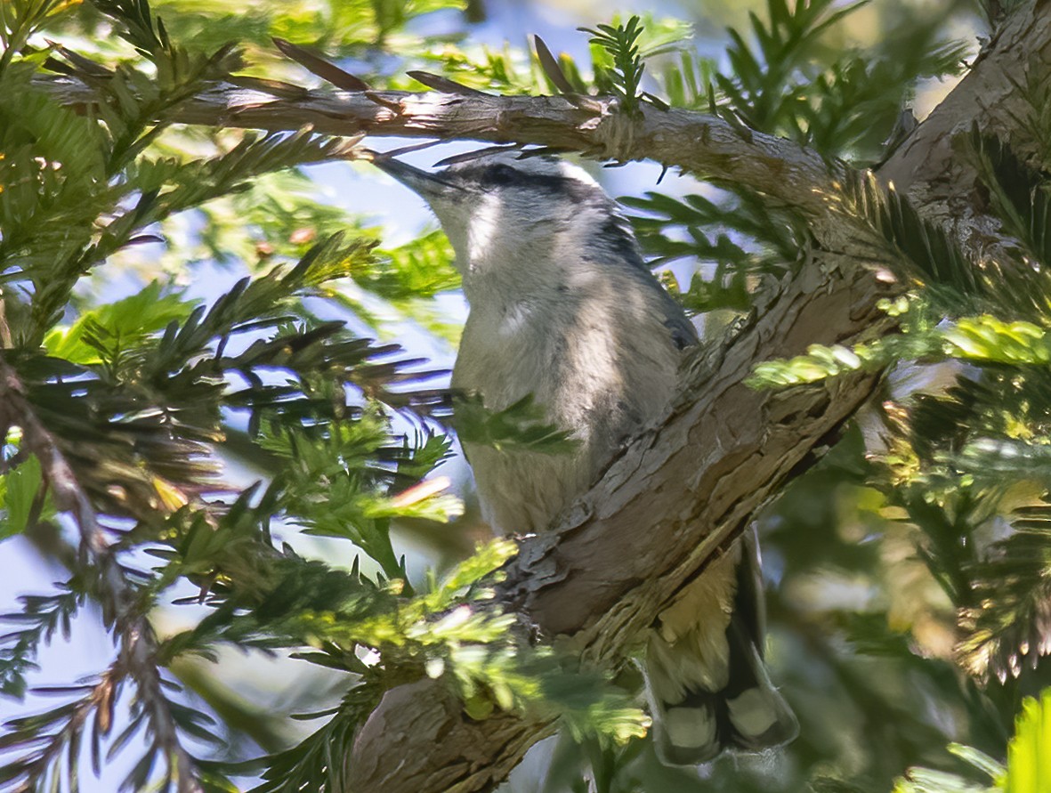 Red-breasted Nuthatch - ML618774145