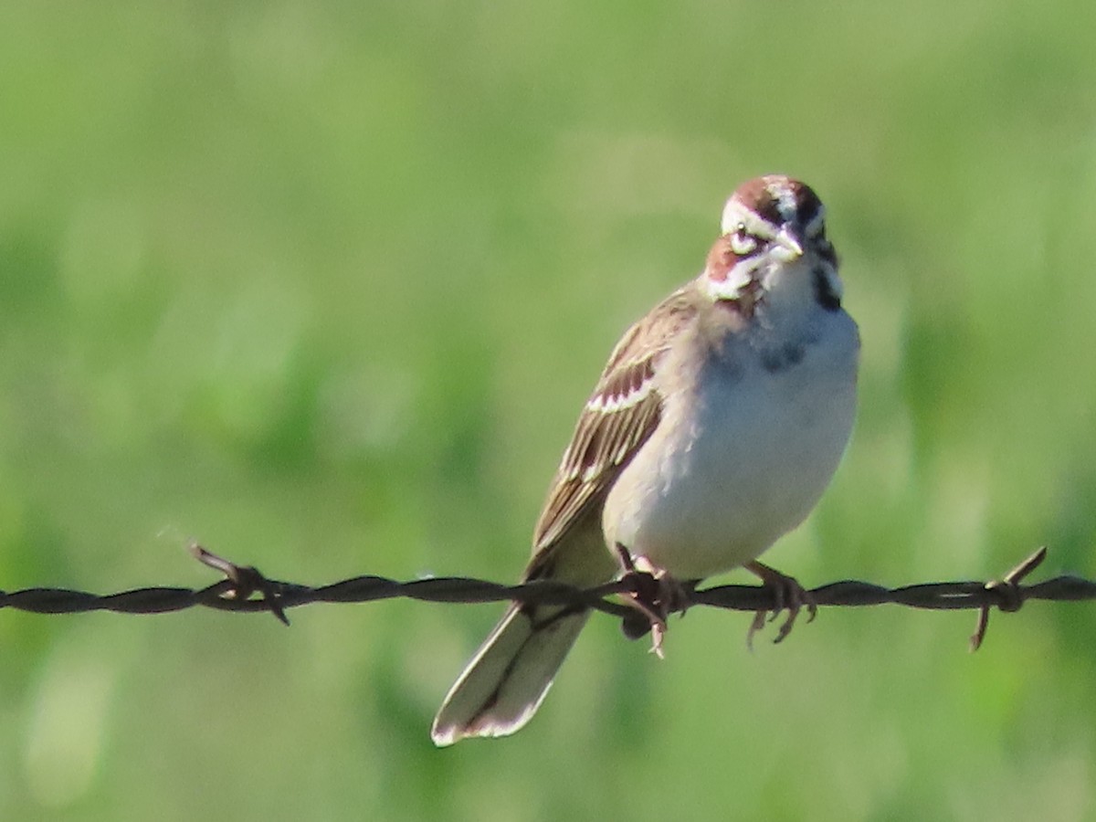Lark Sparrow - Dick Zerger