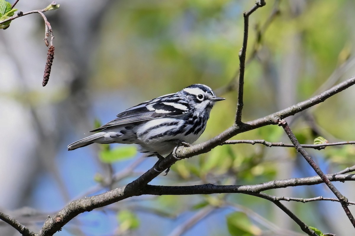Black-and-white Warbler - ML618774162