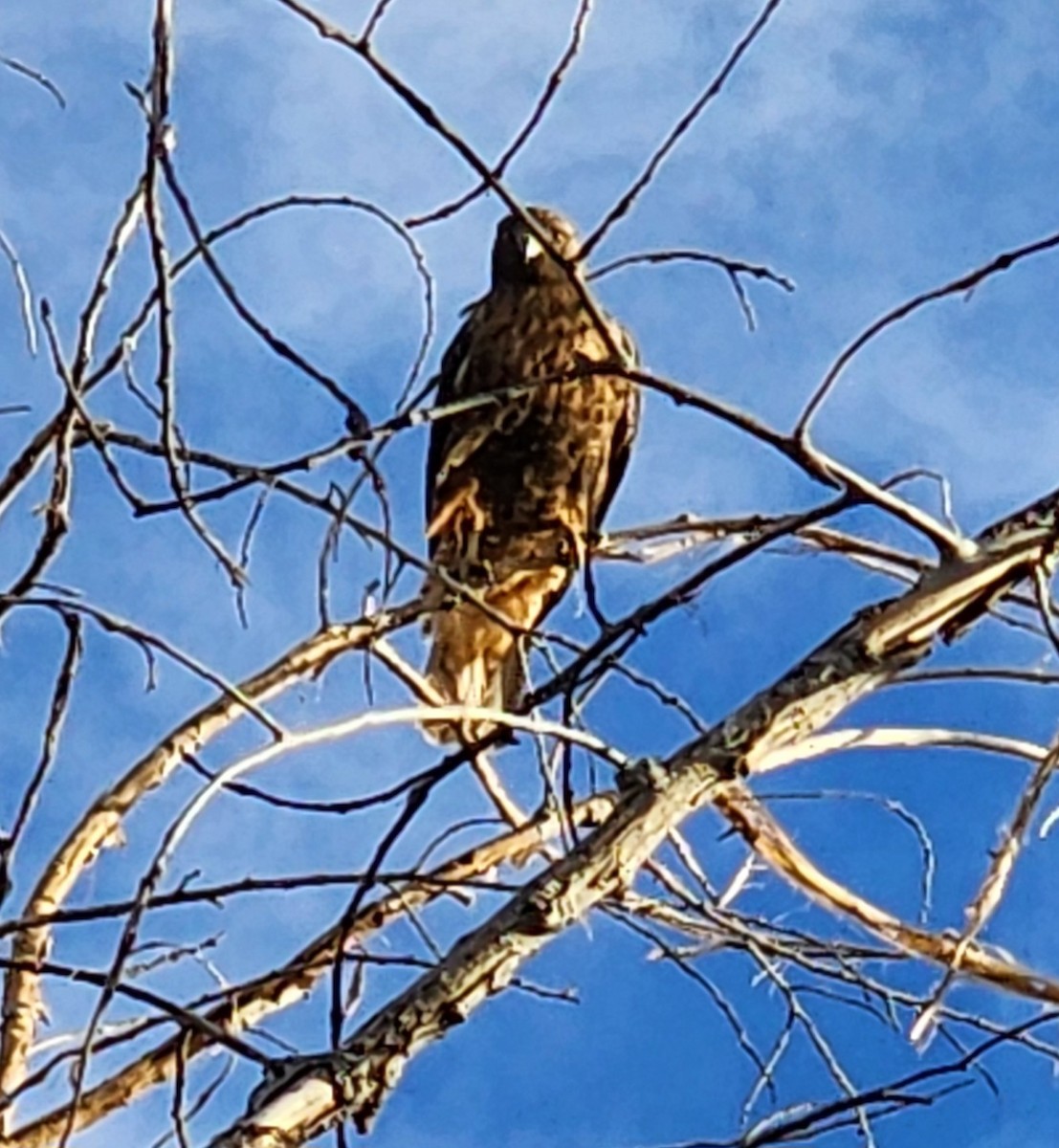 Red-tailed Hawk - ML618774178
