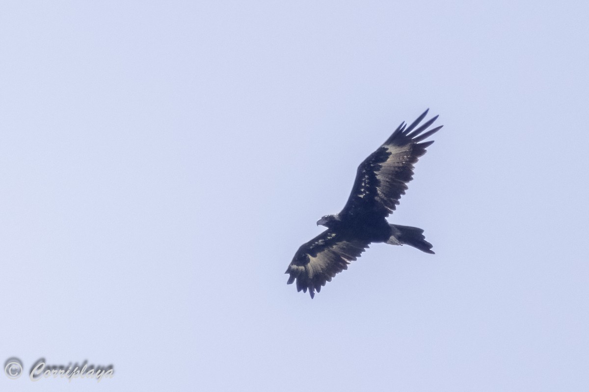 Wedge-tailed Eagle - ML618774182