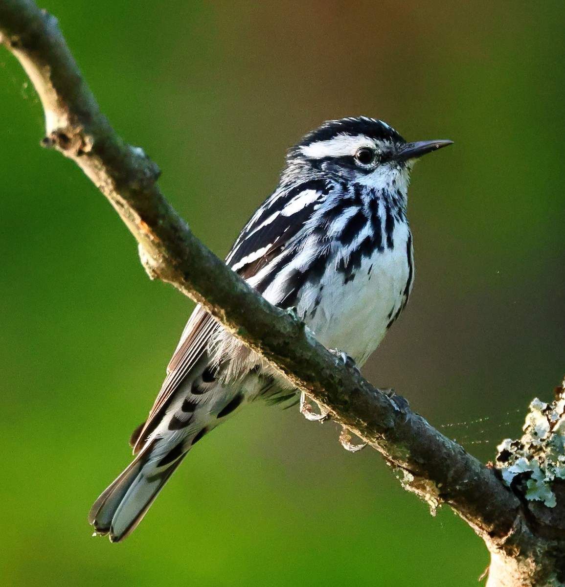 Black-and-white Warbler - ML618774196