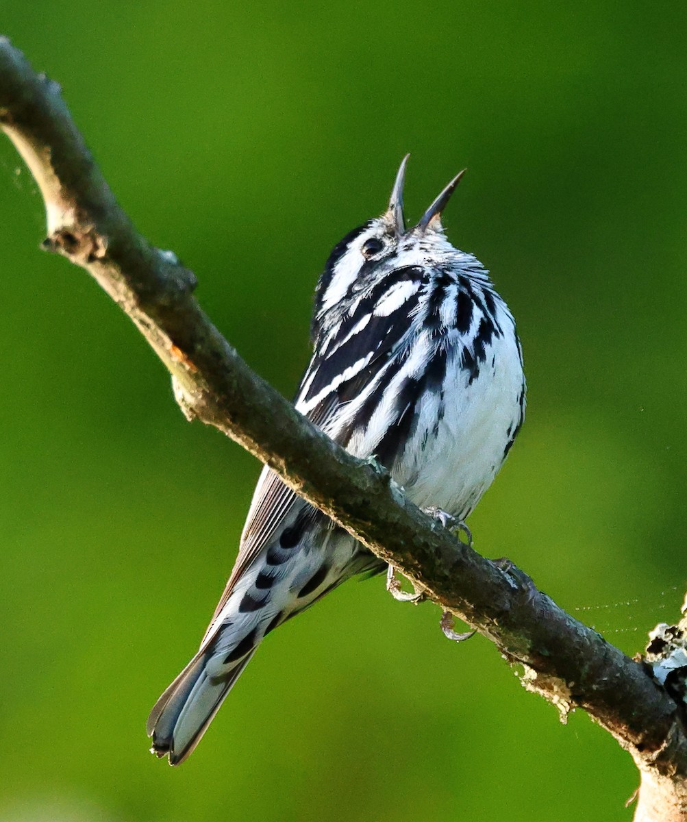 Black-and-white Warbler - ML618774197