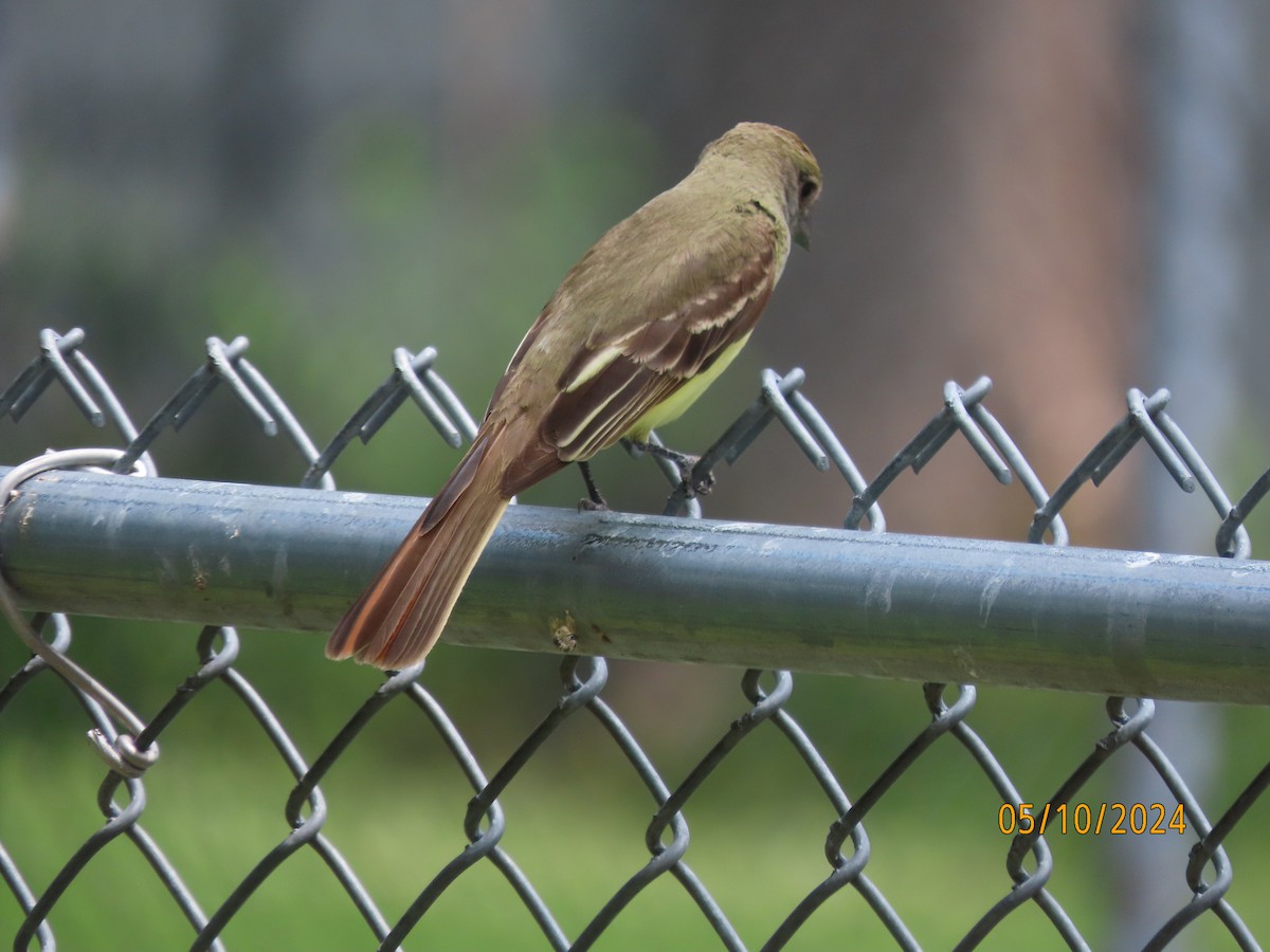 Great Crested Flycatcher - ML618774244